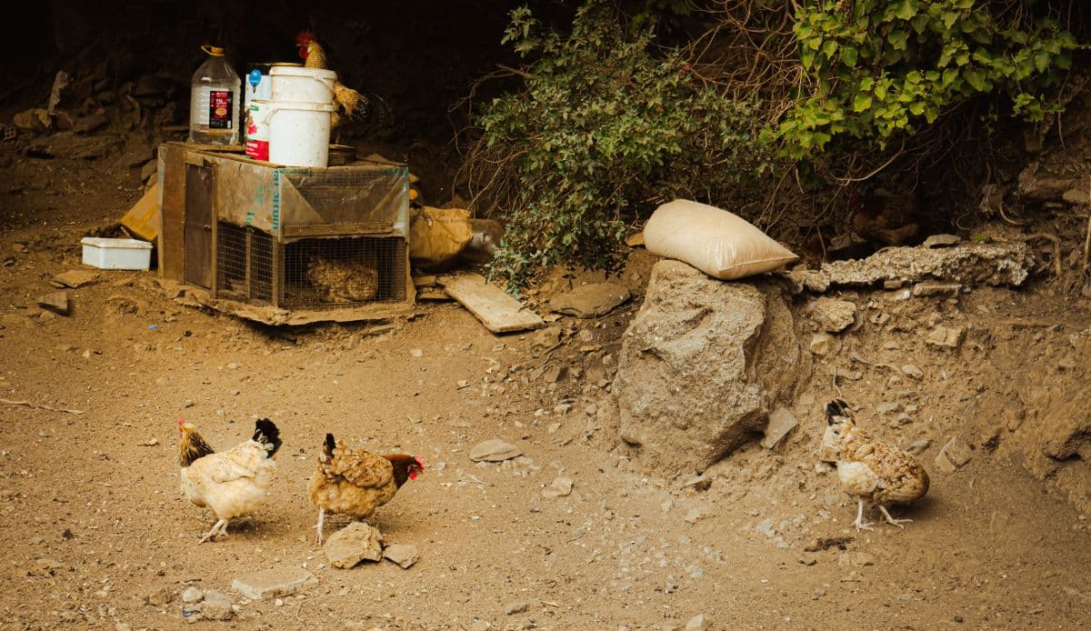 Backyard and Small-Scale Poultry in UAE: Equipment Guide for 20 to 500 Birds at Home or Villa