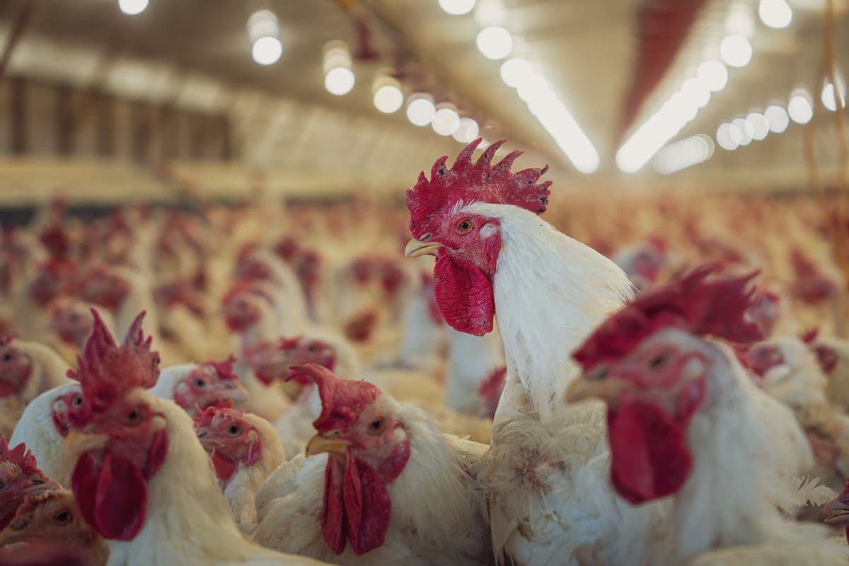 Broiler Cage Farming in UAE: Modern Multi-Tier Systems vs Floor Management — Complete Comparison