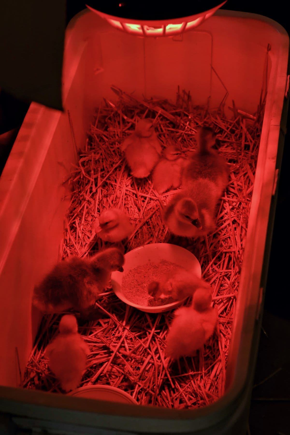 Chick Brooders and Heating Systems UAE: Gas, Infrared, and Electric — What Your Farm Needs