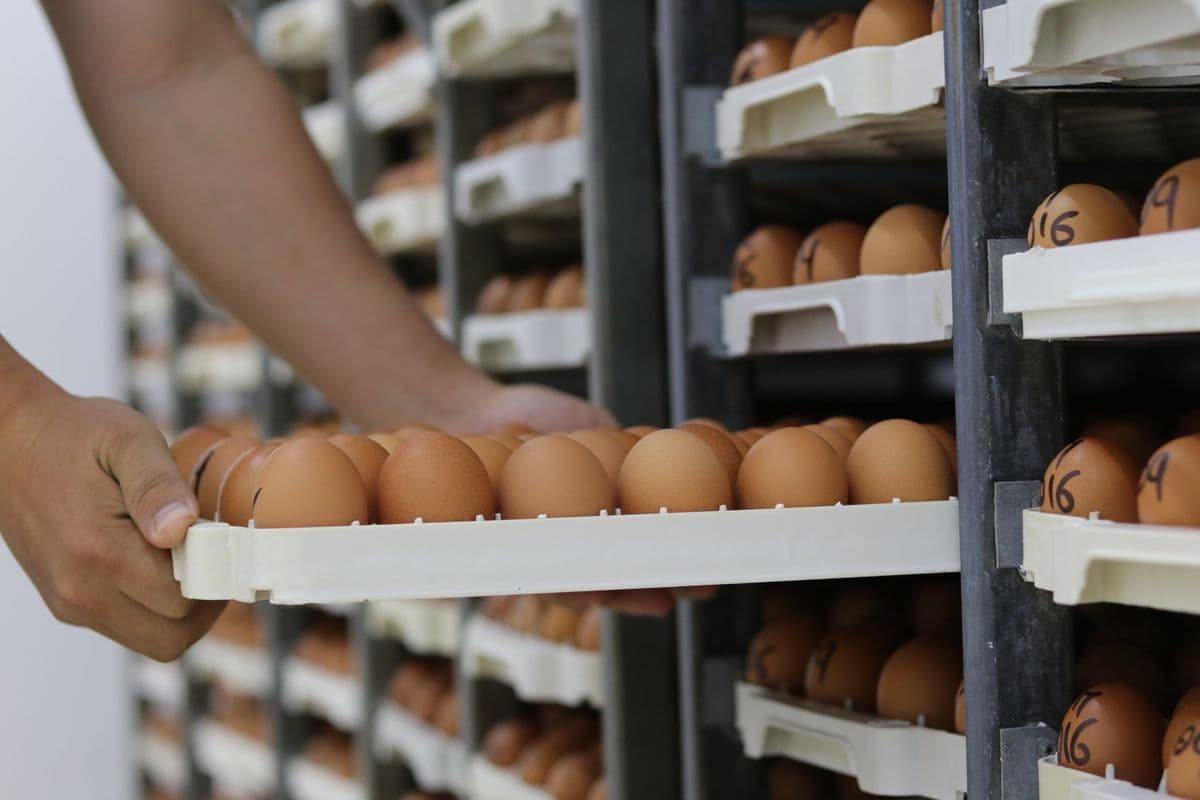 Egg Grading and Washing Machines for UAE Layer Farms: Throughput, Hygiene, and Market Compliance