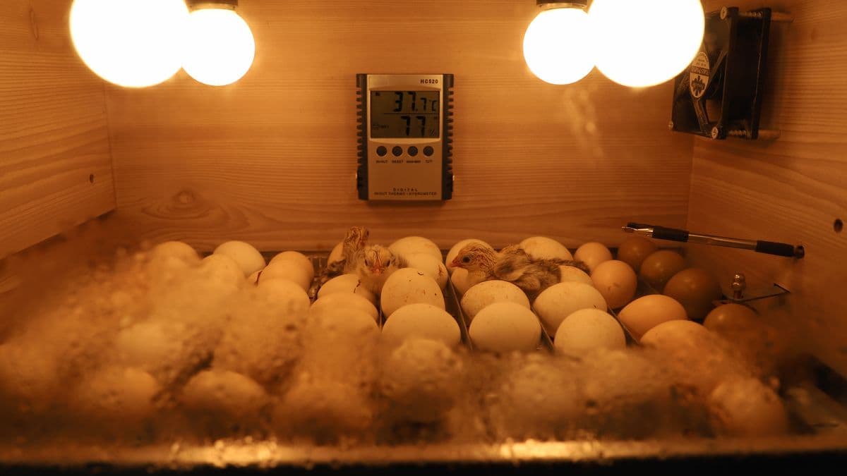 Egg Incubators in UAE: Complete Buyer's Guide to Types, Capacity, and Maximizing Hatch Rates