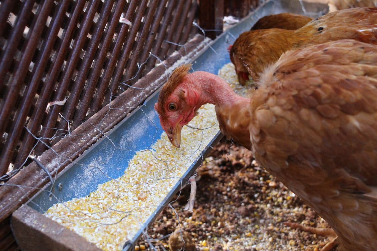 Poultry Feed Formulation in UAE: How to Mix Your Own Feed and Cut Costs by 40 Percent